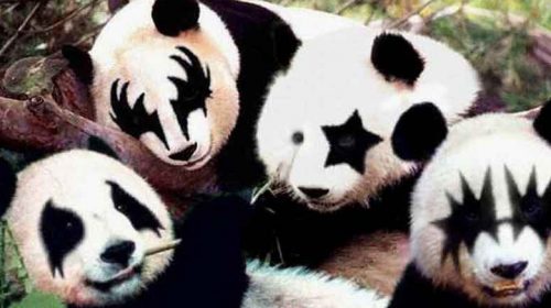 Modifican genéticamente a cuatro osos panda para que se parezcan a Kiss EL PANDA DE GENE SIMMONS TAMBIÉN TIENE LA LENGUA MÁS LARGA Y ESCUPE FUEGO